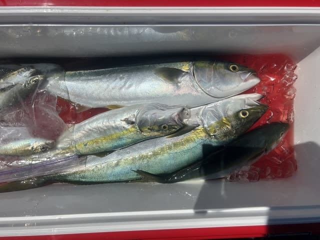 ハマチ(ブリ)