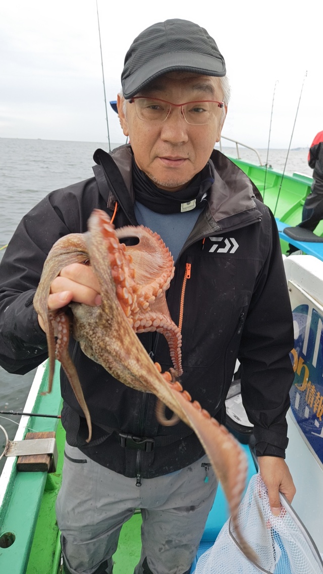 マダコ