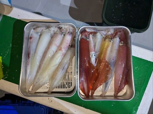 アカイカ(ケンサキイカ)