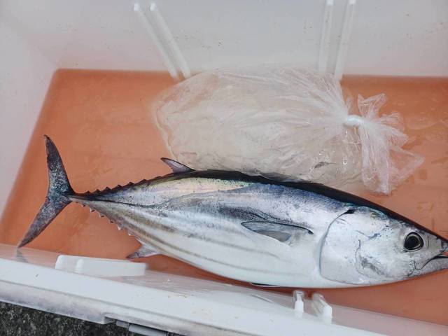 相模湾（神奈川県）で釣れたカツオの最新釣果、釣り情報【2024年8月】