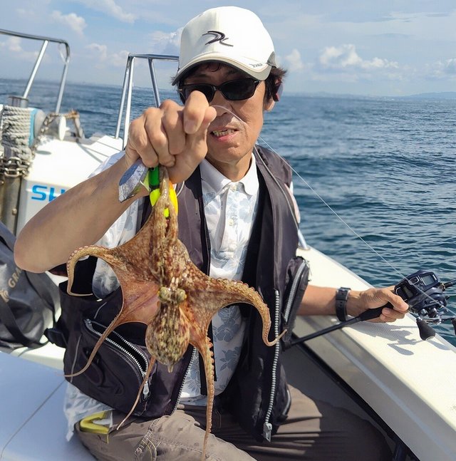 マダコ