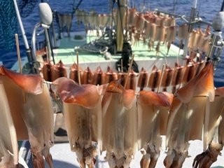 スルメイカ