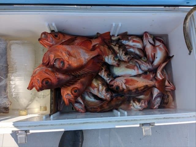 チカメキントキ・メバル