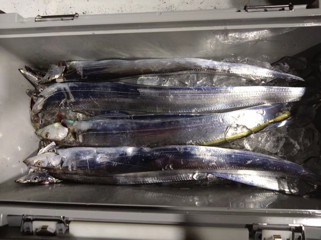 タチウオ
