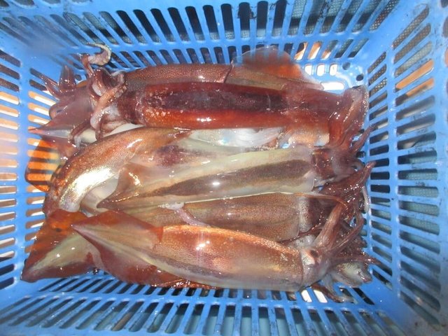 スルメイカ