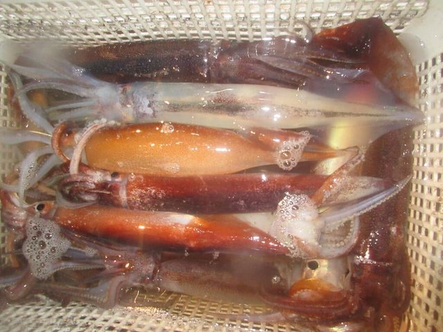 スルメイカ