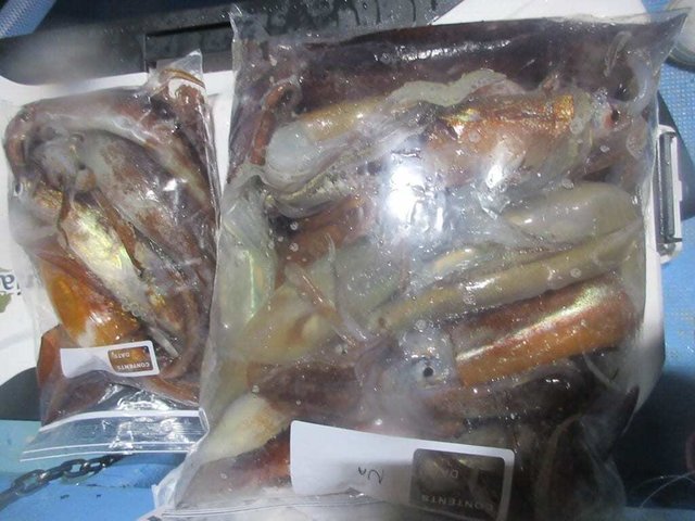 スルメイカ