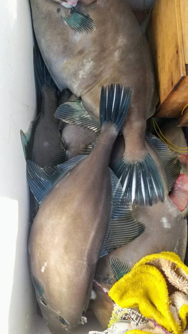 ウマヅラハギ