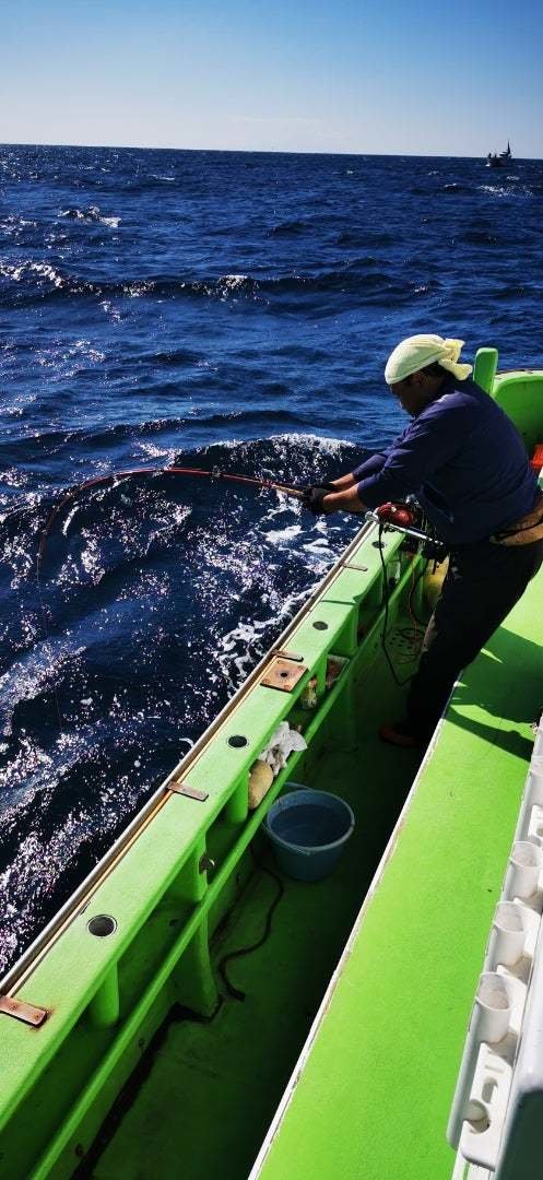 神奈川県で釣れたカツオの最新釣果、釣り情報【2024年10月】