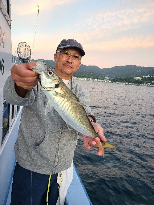 静岡県で釣れたイサキの最新釣果、釣り情報【2024年10月】