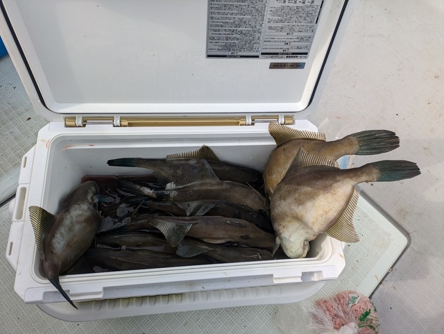 ウマヅラハギ