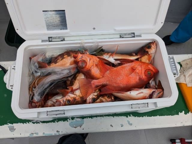 メバル
