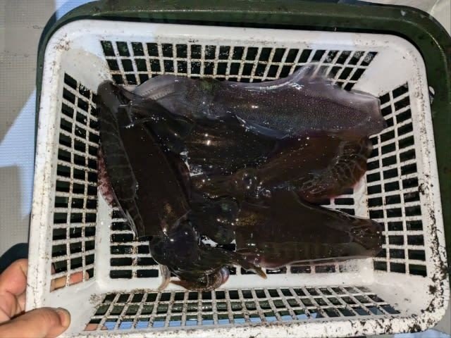アオリイカ
