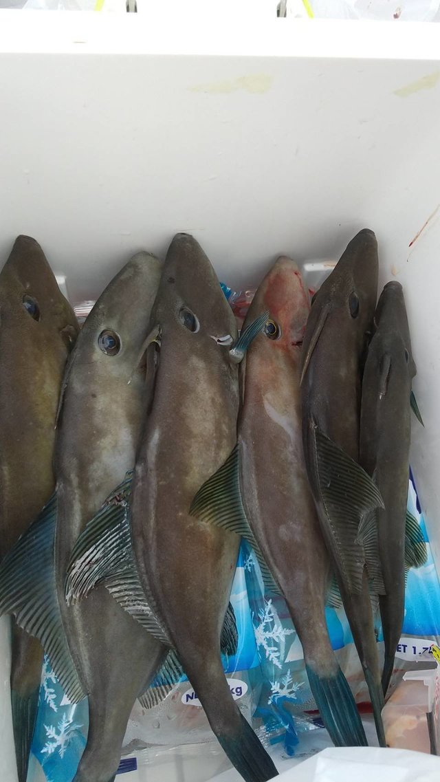ウマヅラハギ