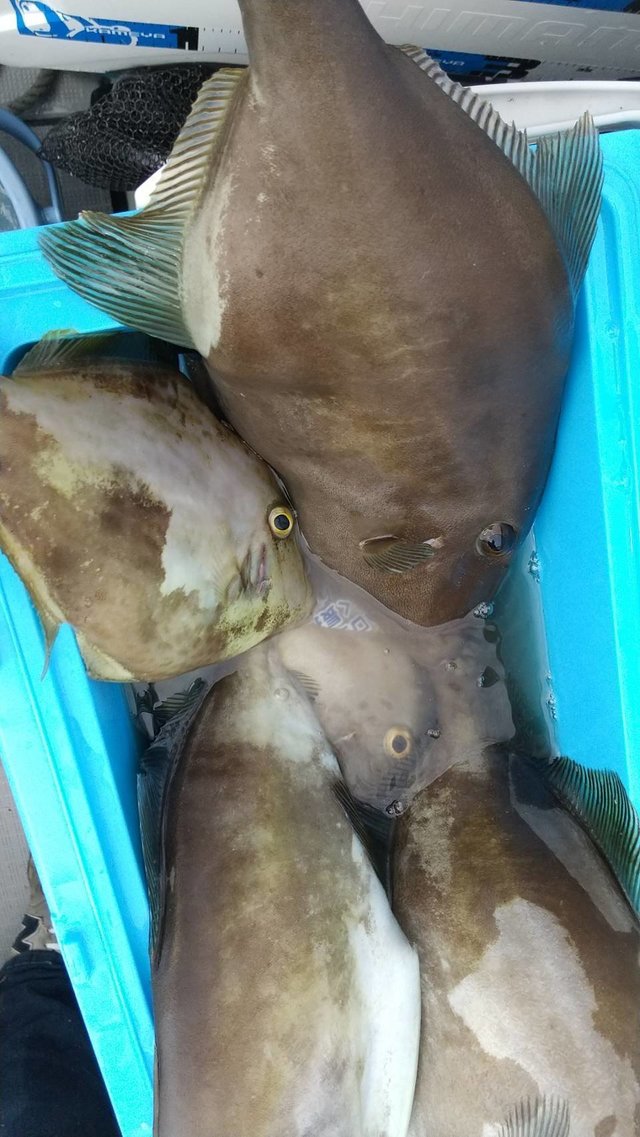 ウマヅラハギ
