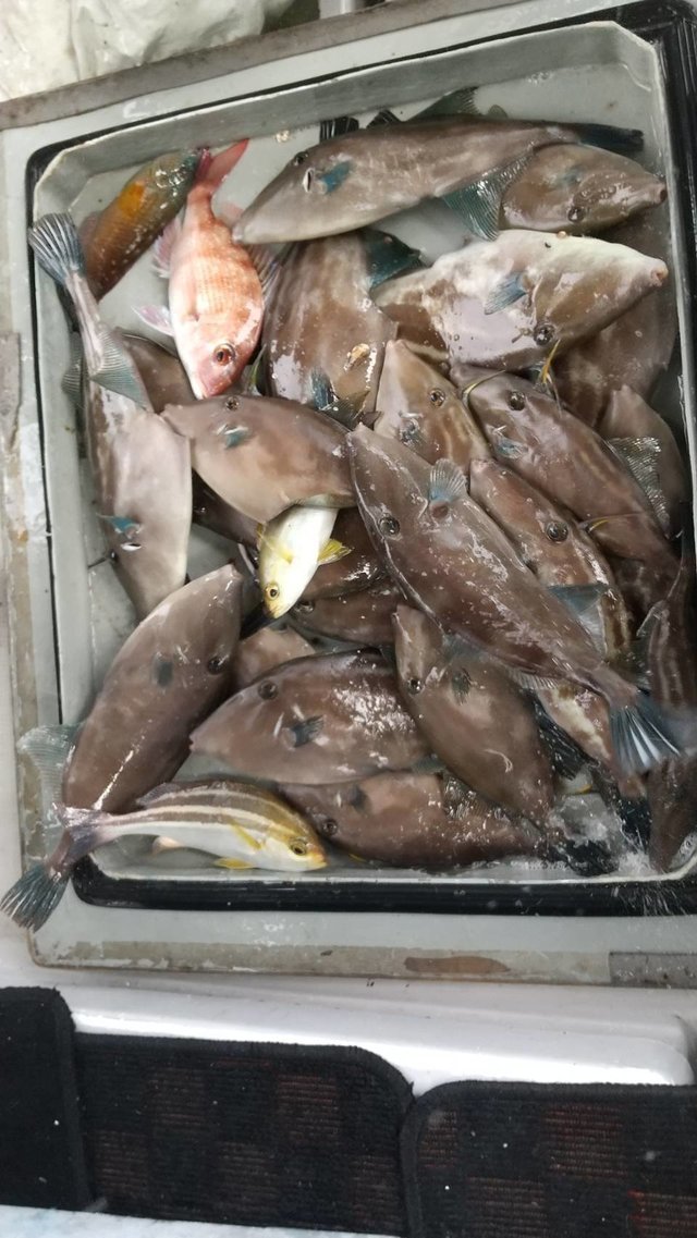 ウマヅラハギ