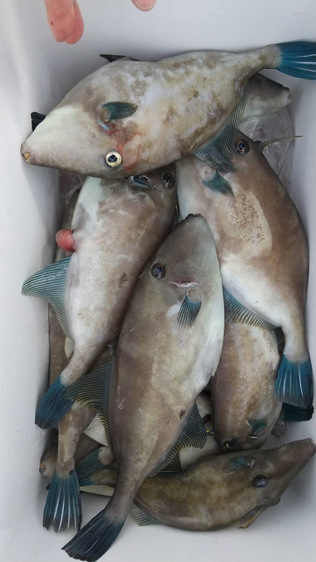 ウマヅラハギ