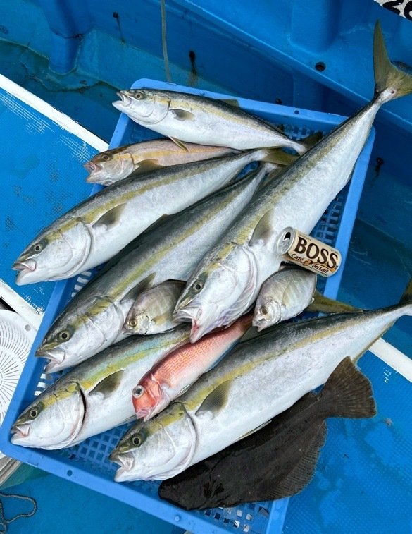 相模湾（神奈川県）で釣れたカンパチの最新釣果、釣り情報【2024年11月】