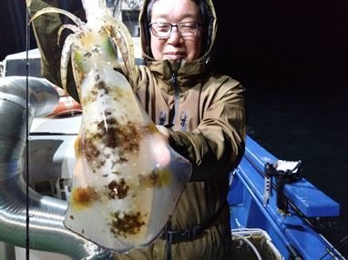 福井県で釣れたアオリイカの最新釣果、釣り情報【2024年12月】