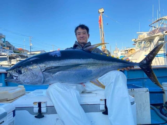 相模湾（神奈川県）で釣れたキハダの最新釣果、釣り情報【2024年12月】