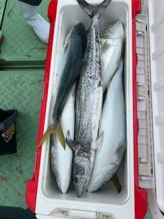 ブリ・サワラ