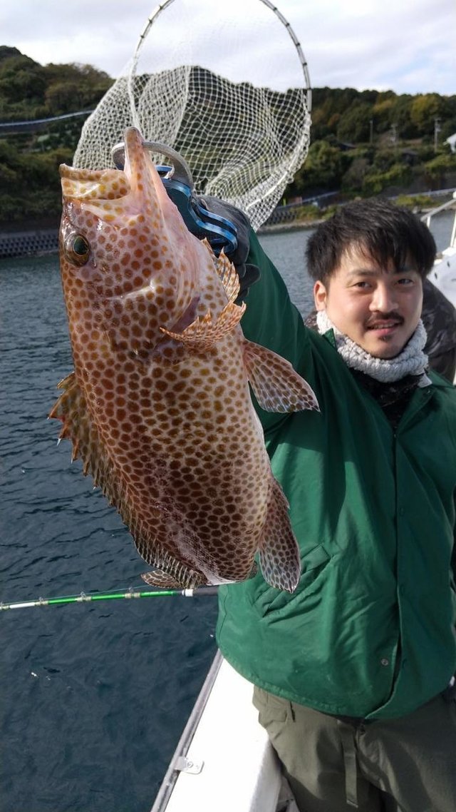 オオモンハタ