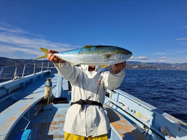 ワラサ(ブリ)