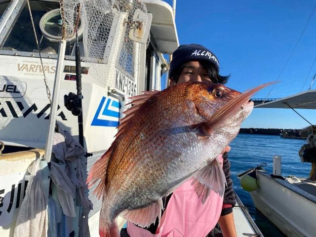 神奈川県で釣れたマダイの最新釣果、釣り情報【2024年12月】