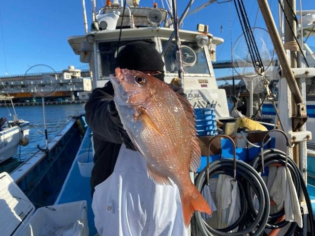 神奈川県で釣れたマダイの最新釣果、釣り情報【2024年12月】