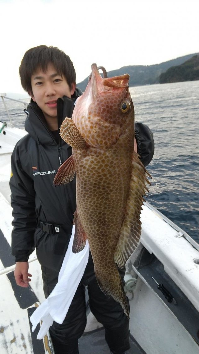 オオモンハタ