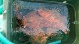 オニカサゴ・カンコ(ウッカリカサゴ)