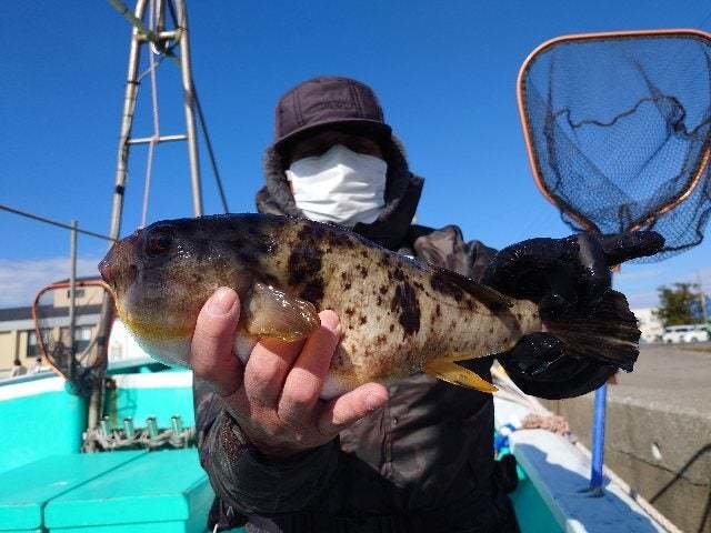アカメフグ