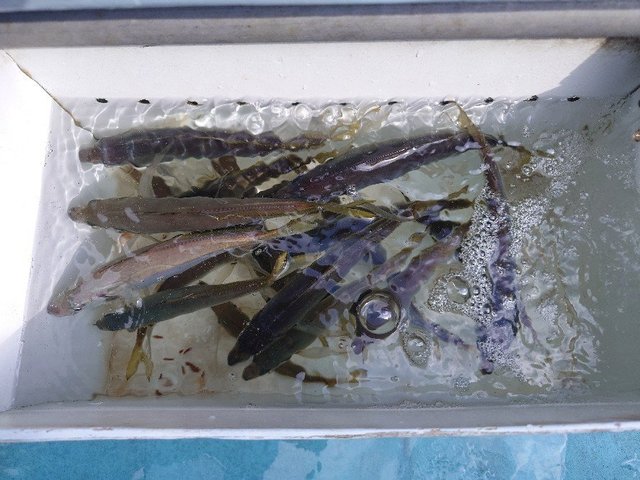 アジ(マアジ)