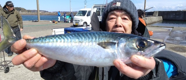 サバ(マサバ)