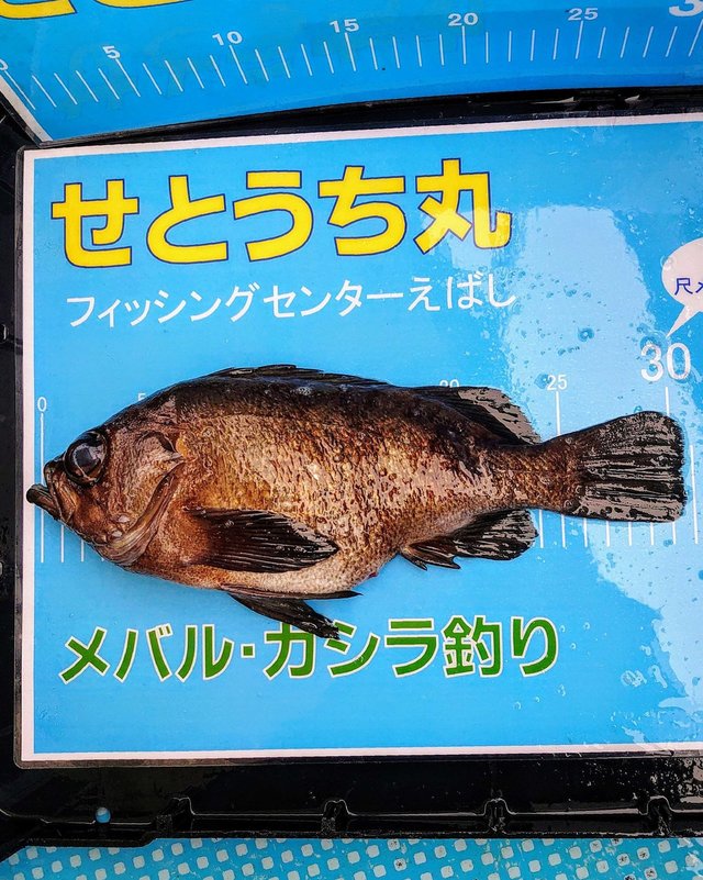 メバル