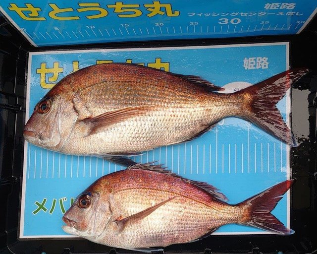 タイ(マダイ)