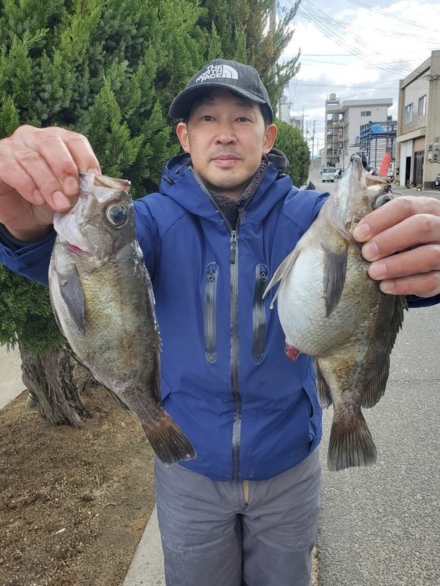 メバル