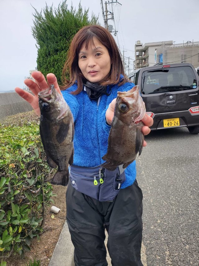 メバル