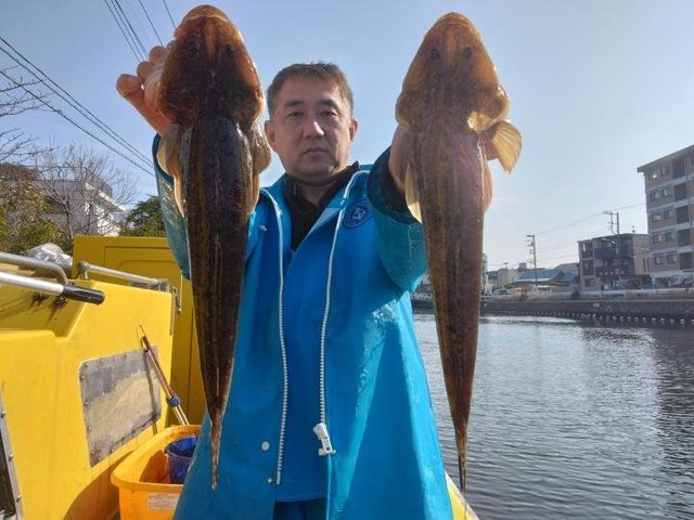 マゴチ