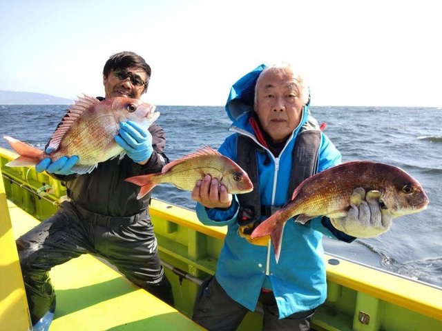 マダイ