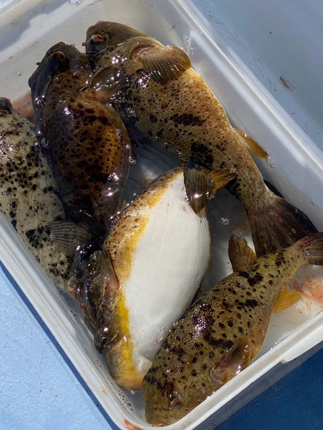 アカメフグ