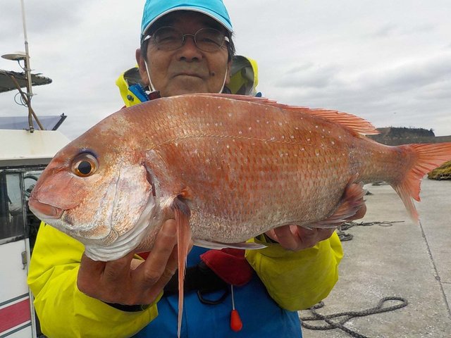 マダイ