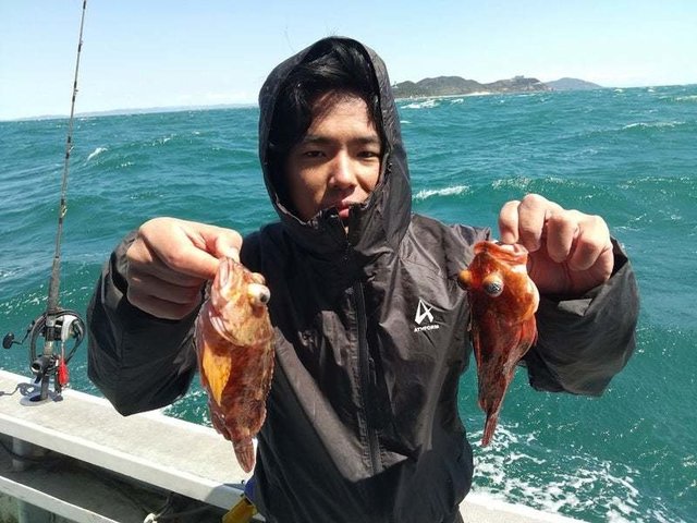 カサゴ