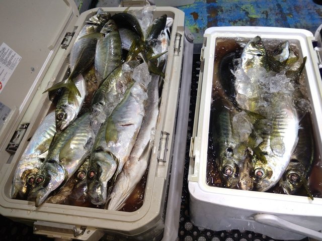 マアジ