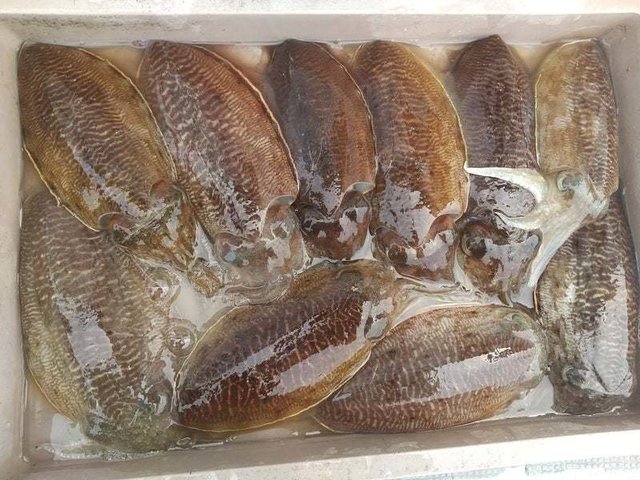 コウイカ
