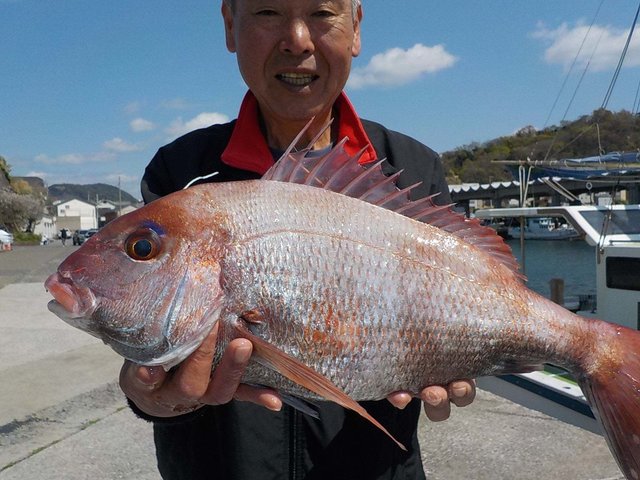 マダイ