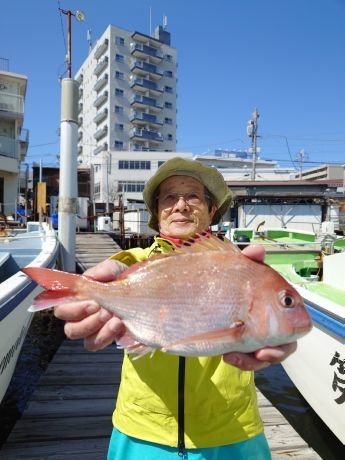マダイ