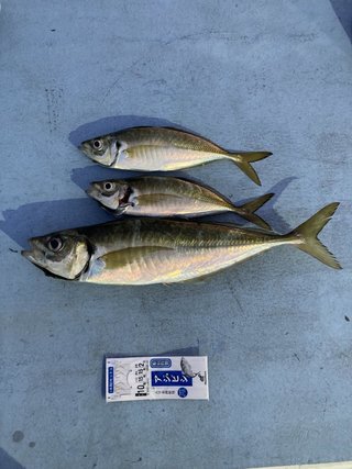 ゴマサバが釣れる東京都のおすすめ釣り船 船釣りプラン 23年最新