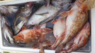 ウッカリカサゴ