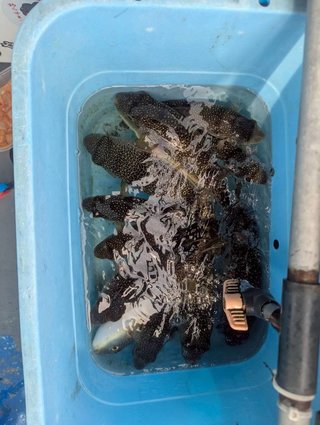 ショウサイフグ